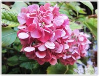 Hortensia