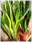 sansevieria